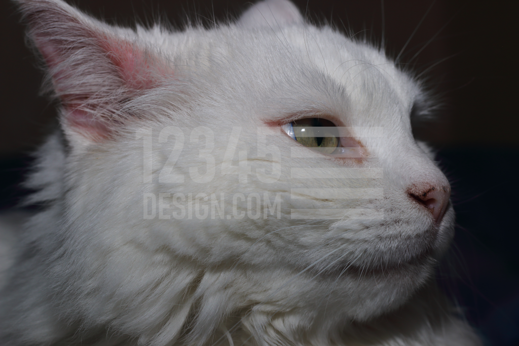 Close-up portrait of a white cat