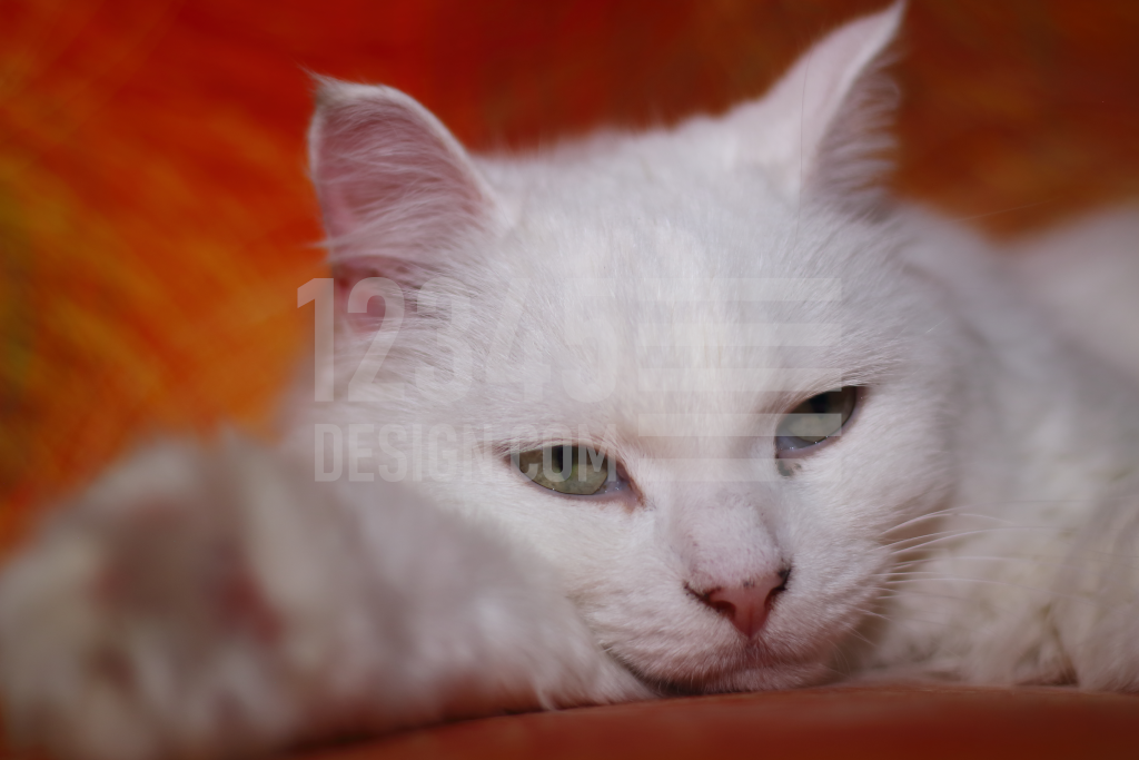 White cat on the couch