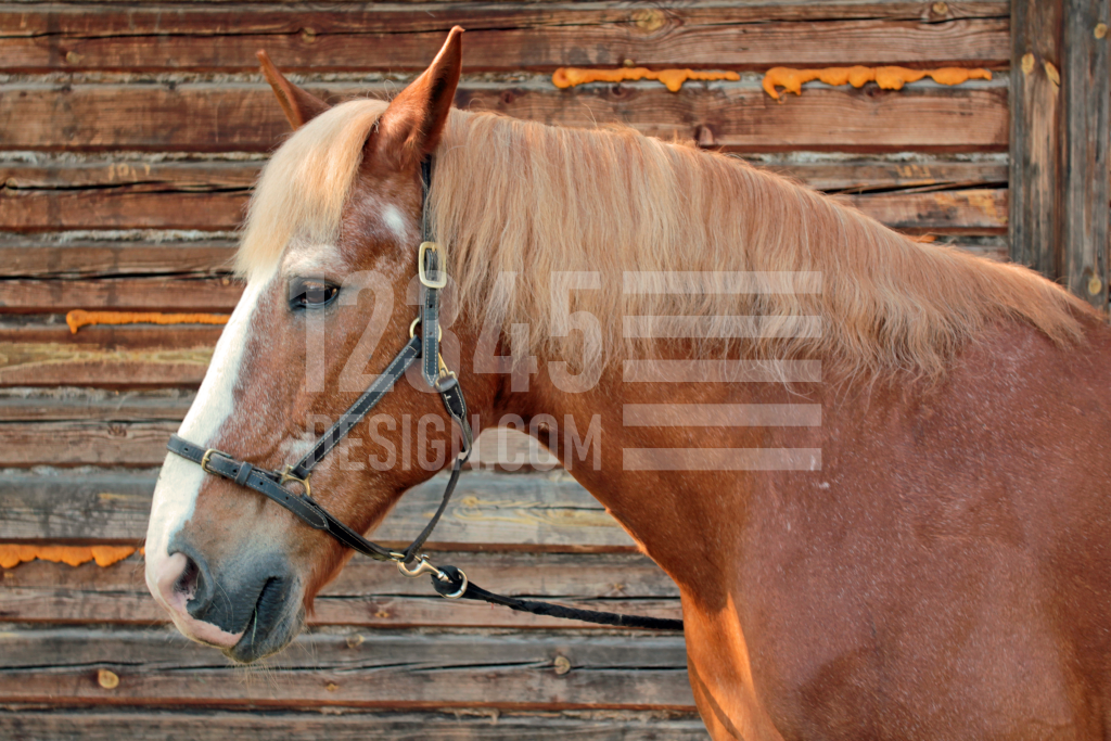 Portrait of a horse in a profile