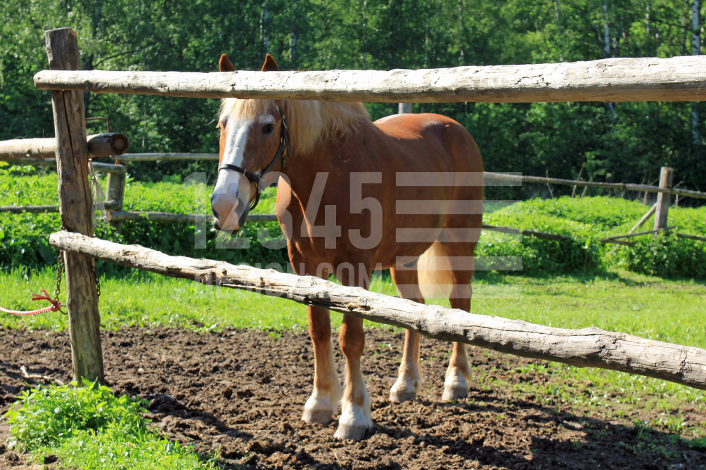 Portrait of a horse to the utmost
