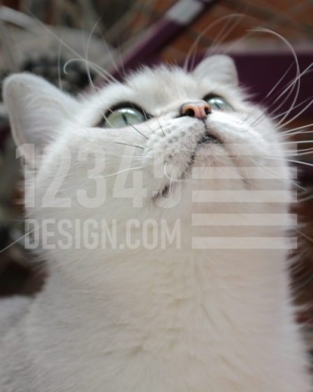 The cat's photosession. Photo 3