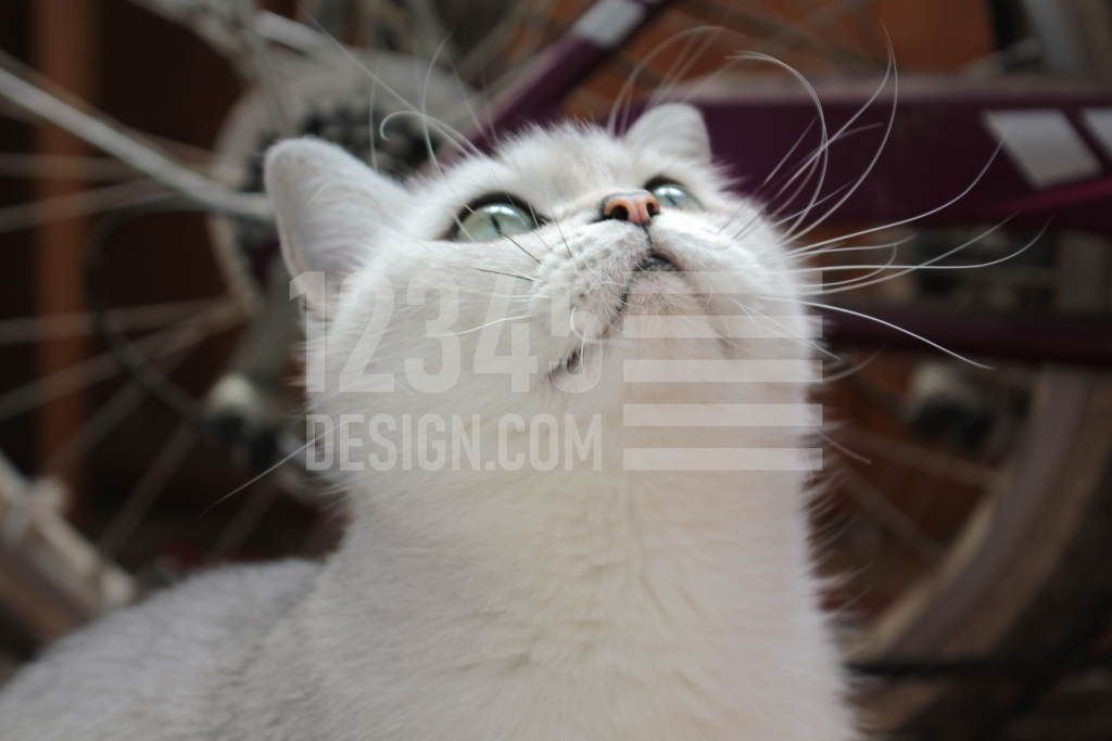 The cat's photosession. Photo 3
