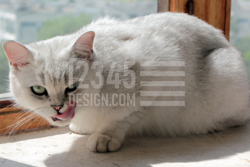 Licking lips cat on a window sill