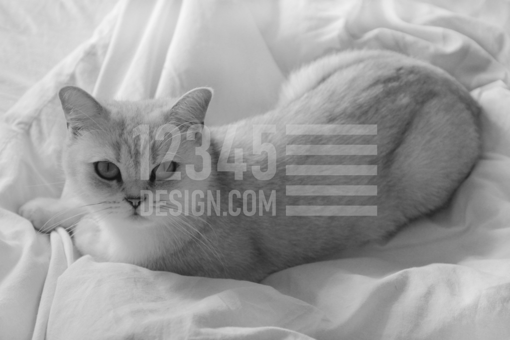 Cat in bed